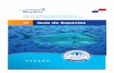Guía de Especies - Marviva |marviva.net/sites/default/files/documentos/af_miniguia...Esta guía tiene el propósito de orientar al lector sobre el producto pesquero responsable, para