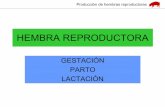 Reproductoras2.ppt [Sólo lectura] - Universidad de ... · Manejo de la cerda en el PERIPARTO (I) ... Lactación en las cerdas Aumenta progresivamente desde el parto hasta la 2ª-3ª