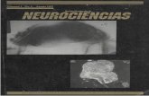 vol. 1 nº11997 - Centro de Información Sobre Desastres Y ...ns.bvs.hn/RHN/pdf/1997/pdf/Vol1-1-1997.pdf · 91 Amibiasis Cerebral en Niños Cerebral amebiasis in children Dr. Ricardo