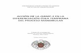 ACCIÓN DE LA rhBMP 2 EN LA DIFERENCIACIÓN ÓSEA …eprints.ucm.es/22546/1/Carlos_Díaz_López.pdf · mecanismos quimiotácticos. En las últimas décadas, la odontología y la ingeniería