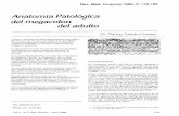 Anatomía Patológica del megacolon del adulto - rmu.org.uy · Fueron constantes la gran dilatación visceral de los sigmoides y recto-sigmoides resecados, sin obstruc- ción orgánica.