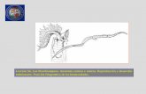 Lección 56- Los Pterobranquios. Anatomía externa e interna ... · SISTEMA CIRCULATORIO de Rhabdopleura 1. En todos los Pterobranquios está poco estudiado, y en ... Los animales