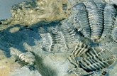 Fósiles - extremambiente.juntaex.esextremambiente.juntaex.es/files/biblioteca_digital/patrimonio_2010... · 318 Concentración de valvas ventrales (aplanadas, con gran campo muscular)