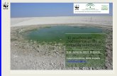 “El acuífero de Doñana: informes y estudios realizados”awsassets.wwf.es/downloads/acuifero_donana_estudio_wwf.pdf · era muy deficiente, y advertía de un posible colapso del