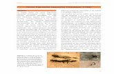 Corzo Capreolus capreolus (Linnaeus, 1758) - secem.es · 2 Tabla 1. Tamaño (en cm) de las huellas de corzo tomadas en Las Merindades (Burgos) y Puerto del Escudo (Cantabria). Medidas
