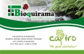 Presentación de PowerPoint - bioquirama.com · Cultivo del crisantemo en Antioquia ... Phoma, etc. y agotamiento del suelo La desinfección con ... Los anteriores son productos cuyo