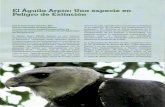 El Águil Peligro de Extinción - assets.peregrinefund.org · El Águilr a Arpía: Una especie en Peligro de Extinción José de Jesús Vargas González, MSc. Biólogo y Manejado: