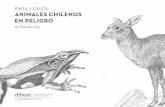 PINTA Y CALCA ANIMALES CHILENOS EN PELIGRO - dibam.cl · animales chilenos en peligro Dirección de Bibliotecas, Archivos y Museos 2015. Director Nacional de Bibliotecas, Archivos,