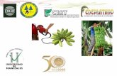 Algunas Fechas · –Afecta la confianza de los socios. ... Evaluar genotipos de banano y plátano para bioetanol, con criterios de productividad y adaptabilidad en