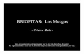 BRIOFITAS: Los Musgos - botanicarum.weebly.com · • Se conocen aproximadamente 16,000 musgos a nivel mundial. En Puerto Rico específicamente, se conocen cerca de 39 familias, 121