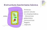 Estructura bacteriana básica - Microred · Por su actividad en función de la curva ... tiempo que alcanza Cmax ... 2-alteración del sitio diana (cromosómica) ...