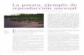 La patata, ejemplo de reproducción asexual - mapama.gob.es · asexual -no se da a través de semilla, no hay polinización- por lo que la planta que obte-nemos es genéticamente