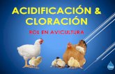 ACIDIFICACIÓN & CLORACIÓN - Panachlorpanachlor.com/wp-content/.../Acidificacion-Cloracion-en-Avicultura.pdf · significativa bajar el pH de cualquier medio ambiente. ... • El