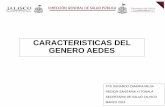 CARACTERISTICAS DEL GENERO AEDES - cutonala.udg.mx · direcciÓn general de salud pÚblica caracteristicas del ... zancudos de importancia en salud publica. ... virus de chikungunya