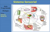 Sistema Sensorial - energiabarreiros.com.br · Sistema Sensorial Sabor: complexa mistura de sensações de paladar e olfato, além de sensações táteis decorrentes da consistência