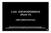 LAS ANGIOSPERMAS (Parte V) - botanicarum.weebly.combotanicarum.weebly.com/uploads/5/4/7/6/54762723/107_angiospermas... · LAS ANGIOSPERMAS (Parte V) - INFLORESCENCIAS - Esta presentación