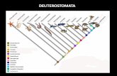 DEUTEROSTOMATA - zoologiageneral.com.ar · Cuerpo no segmentado (no hay metamería), con simetría radial pentámera, el cuerpo puede ser redondeado, cilíndrico o en forma de estrella.
