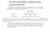 Un tripéptido polipéptido - depa.fquim.unam.mxdepa.fquim.unam.mx/amyd/archivero/AminoacidosPeptidosyProteinas... · Algunos de los aminoacidos D se encuentran en la naturaleza.