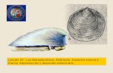 Lección 33.- Los Monoplacóforos. Definición. Anatomía externa e … · Figure 3. This is the fossil shell of a monoplacophoran mollusk, Helcionella walcotti, that lived almost