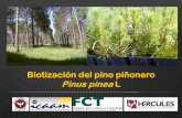 Biotización del pino piñonero Pinus pinea Ldspace.uevora.pt/rdpc/bitstream/10174/17859/1/Conferencia... · Teofrasto (372 a.C. —287 a.C.) –considerado como el padre de la Taxonomía