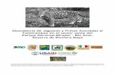 Abundancia y Densidad de Jaguares en el Oeste del Parque ...caftadr-environment.org/spanish/outreach/publications/Abundancia de... · jaguar population of El Mirador and the area‘s