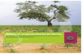 África: el acaparamiento de tierras - Amigos de la Tierra · Diseño del mapa: Frank Pennycook Impresión: Foto de la portada: Campo de agrocombustibles. Pueblo de Kupto, Estado