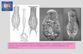 Lección 24.- Los Pseudocelomados. Definición y grupos ... · The phylogenetic position of the Gastrotricha within Bilateria and relationships among gastrotrich subgroups are reanalysed