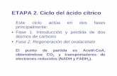 ETAPA 2. Ciclo del ácido cítrico - Profesora Maribel Arnes · Regulación del ciclo de krebsRegulación del ciclo de krebs • Inhibida por ATP, NADH, succinil-coA. • Inhibida