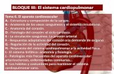 BLOQUE III: El sistema cardiopulmonarbiologiaygeologia.weebly.com/uploads/9/1/0/5/9105909/tema_6... · BLOQUE III: El sistema cardiopulmonar Tema 6. El aparato cardiovascular A.-Estructura