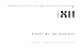 Peces de las lagunas - IRD - Portail documentairehorizon.documentation.ird.fr/exl-doc/pleins_textes/divers17-05/... · agalleras, redes de cerco, Ifneas, tarrafa (ataraya o red poilera)