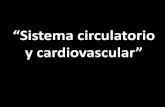 “Sistema circulatorio y cardiovascular” · SISTEMA CIRCULATORIO DE LOS VERTEBRADOS FUNCIONES MÁS IMPORTANTES: • Transporte de O 2 de los pulmones a los tejidos y de CO 2 de