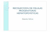 RECOLECCION DE CELULAS PROGENITORAS .celulas progenitoras circulantes caracteristicas biologicas