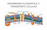 MEMBRANA PLASMÁTICA Y TRANSPORTE CELULAR · ESTRUCTURA ESPECIAL: MEMBRANA PLASMÁTICA •Esta formada por una bicapa de fosfolípidos, en la que se encuentran insertas distintos