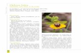 Ophrys lutea · fusca. No disponemos de información sobre polinizadores, tasa de fructificación ni núme-ro de semillas por cápsula. Se ha citado de localidades próximas la