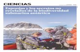 CIENCIAS - laprensaaustral.cl · revelados de la biodiversidad submarina antártica. 24 / El Magallanes, domingo 26 de marzo de 2017 Ciencias Quizás poco valoradas por su presencia