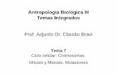 Antropología Biológica III Temas Integrados Prof. Adjunto ... · ADN de secuencia muy repetida (centrómeros, telómeros, etc.), ... Transiciones Transversiones. Mutaciones de pequeña