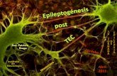 Abril 2011 - Inicioinstitutodeneurologia.edu.uy/sitio/documentos/Epileptogenesis.pdf · Epileptogénesis proceso activo de cambio tisular, celular y molecular que conlleva la capacidad