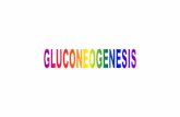Gluconeogenesis Tec 2009 [Modo de compatibilidad] · piruvato con mayor rapidez de lo que pueda alcanzar su ulterior matabolismo a través de la piruvato deshidrogenasa y del ciclo