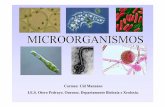 MICROORGANISMOS - centros.edu.xunta.escentros.edu.xunta.es/iesoteropedrayo.ourense/dptos/bio/Programa... · ambientes extremos: moi ácidos, ou moi quentes ou de salinidade alta ou
