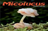 Micolucus - smlucus.org · Se trata de la primera cita publicada de este taxón para Galicia. Palabras chave: Macromycetes, taxonomía, Basidiomycetes, Mycena, Mycena rosea f. candida,