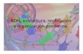 ADN, estructura, replicación y organización genómica. · • Se traduce el lenguaje del ADN y ARN en bases al lenguaje de los polipéptidos o sea los aminoácidos. • La traducción