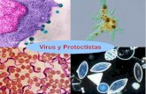 Virus y Protoctistas - s36a173b9b1c56413.jimcontent.com · Trichomonas vaginalis Toxoplasma Giardia Animación: Ciclo de vida PROTOZOOS PARÁSITOS. Las algas microscópicas son organismos