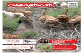 Els darrers Presentació oficial suspirs dels de la revistacinegeticat.cat/wp-content/uploads/2014/03/Cinegeticat_3.pdf · Racó gourmet: Mandonguilles de cabirol / Pàg 48 Caça