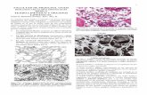 TEJIDO LINFÁTICO Y ÓRGANOS LINFÁTICOSbct.facmed.unam.mx/wp-content/uploads/2018/08/Tejido-organos... · microscópicas que muestran son semejantes a la de los folículos linfáticos