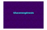 17 - 2017- Teor a Unidad 13 Gluconeogenesis Ciclo Cori · Ciclo de CORI Consiste en un acoplamiento de dos rutas metabólicas: glucólisis y gluconeogénesis en dos órganos distintos: