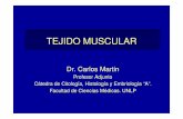 Teorico 7 Tejido Muscular 2010 · con el sistema de túbulos y cisternas . Succinico Deshidronegenasa Tipos de fibras Aeróbicas ... Fibra muscular Epimisio Endomisio Miofibrilla