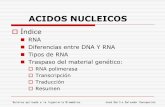 ACIDOS NUCLEICOS - Universitat de València · ACIDOS NUCLEICOS Índice RNA Diferencias entre DNA Y RNA Tipos de RNA Traspaso del material genético: RNA polimerasa Transcripción