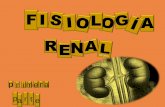 FI L A RENA - ecaths1.s3.amazonaws.comecaths1.s3.amazonaws.com/fisiologiafacena/896223867.2015 RENAL 1... · Recuperación del bicarbonato filtrado ... > REGULACION ARTERIOLA AFERENTE