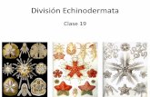 División Echinodermata - jlorda.files.wordpress.com · • Clase Ophiuroidea – estrellas de mar ofiuras • Clase Echinoidea – erizos, galletas de mar • Clase Holothuroidea