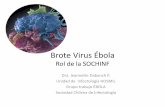 Brote Virus Ébola - sochinf.cl · Brote EVE en África Occidental •El mas grave en la historia desde que se describió por primera vez en 1976. •Se inició en diciembre del 2013